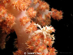 coral crab.. I really don't know what is it called. I rea... by Janice Chan 